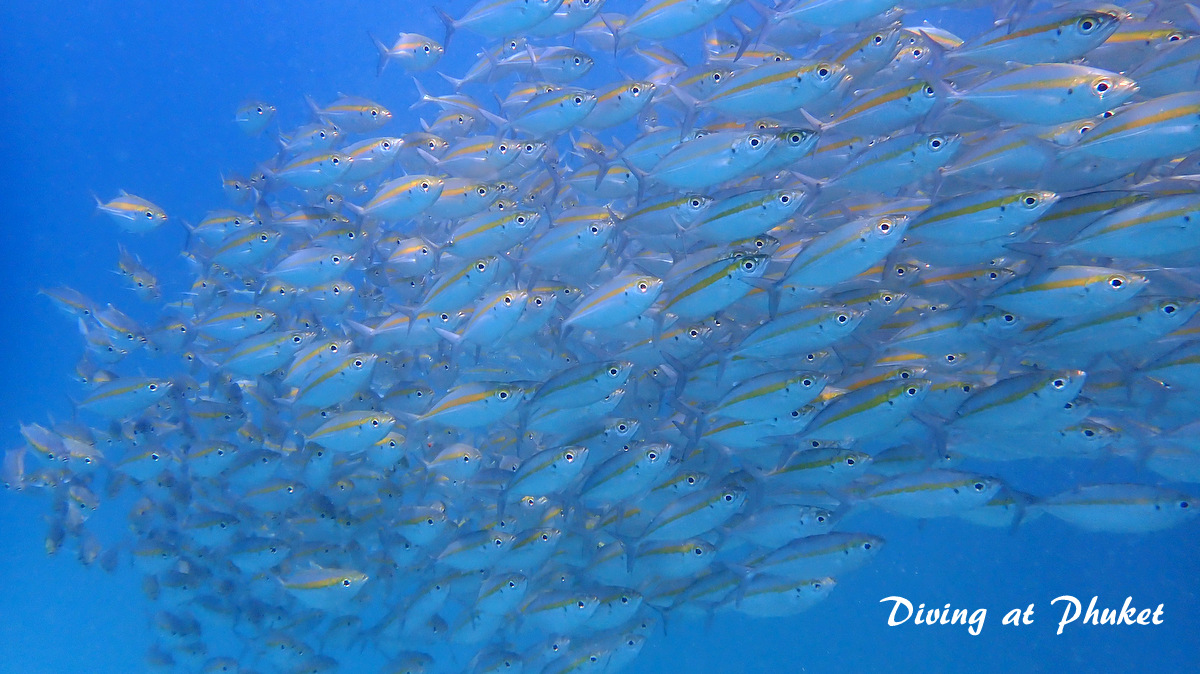 浅場のアジ玉がスゴイ アットプーケット