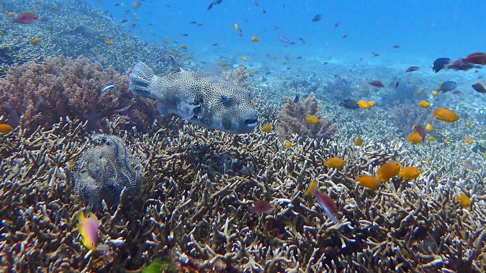 モヨウフグとサンゴ礁
