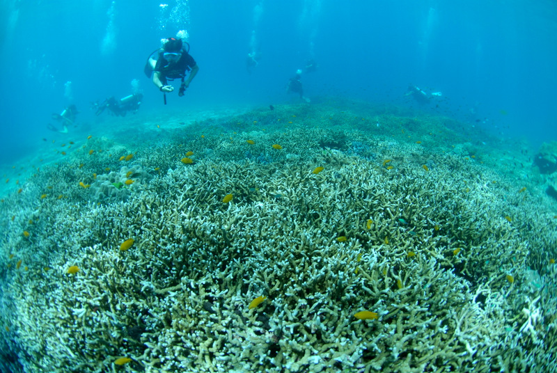 マンタベイ浅場のサンゴ礁