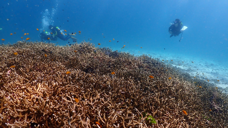 ラチャノイ島の浅場のサンゴ