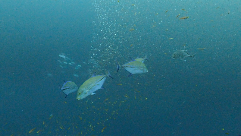 小魚を狙うカスミアジの群れ