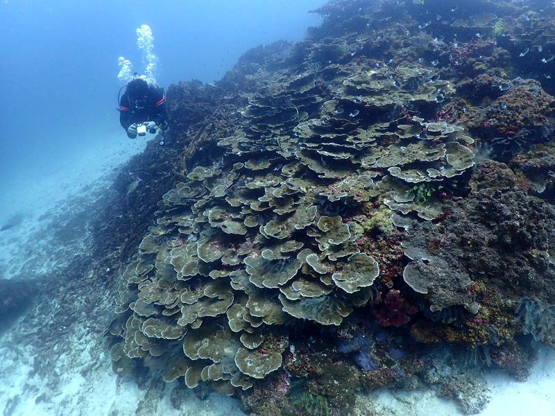 ラチャ島のサンゴ