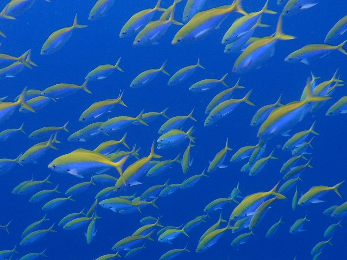 イエローバックフュージュラー | アットプーケット