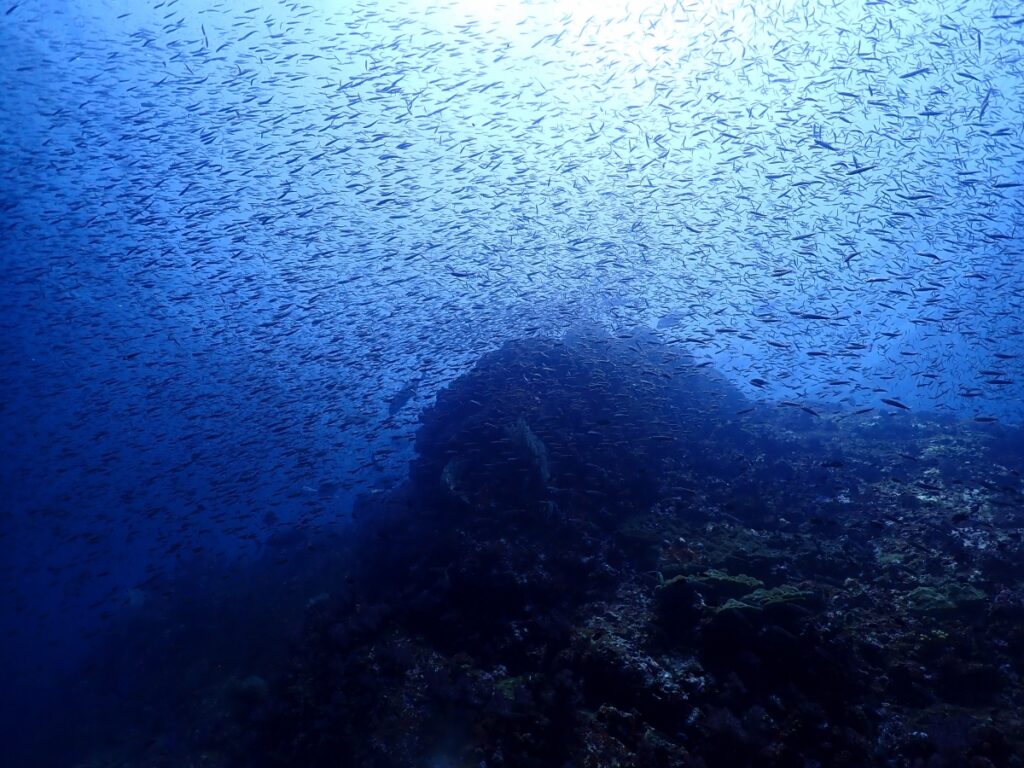 シミラン諸島でクルーズダイビング