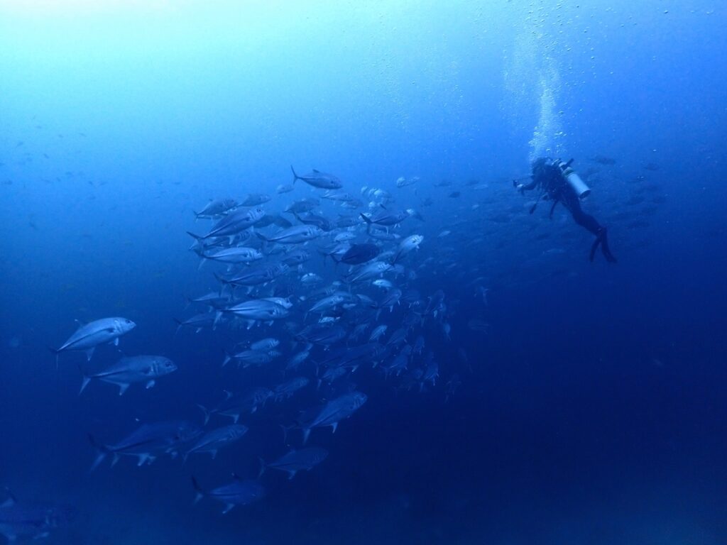 シミラン諸島でクルーズダイビング