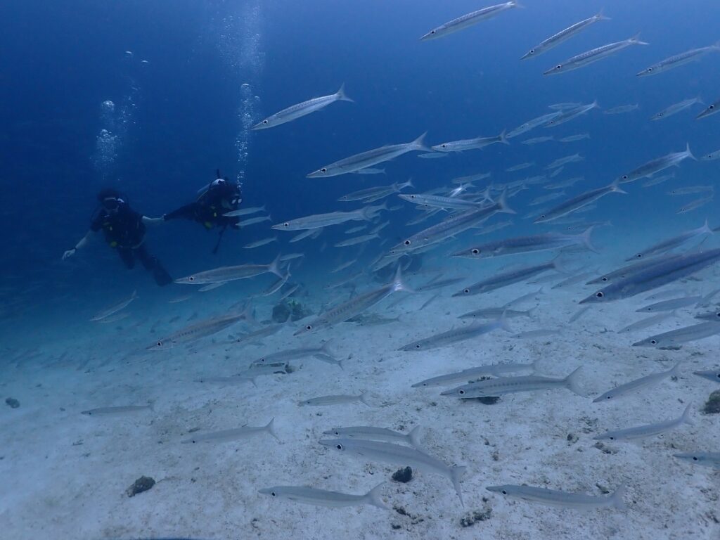 プーケットのラチャ島で体験ダイビング