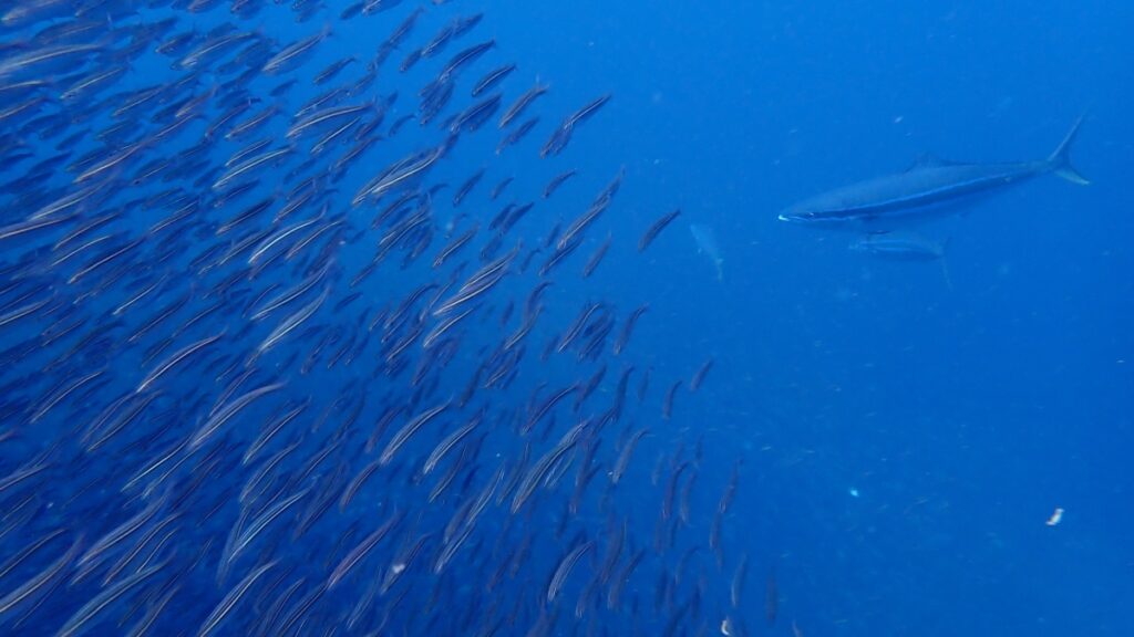 プーケットの海で会えるツムブリ