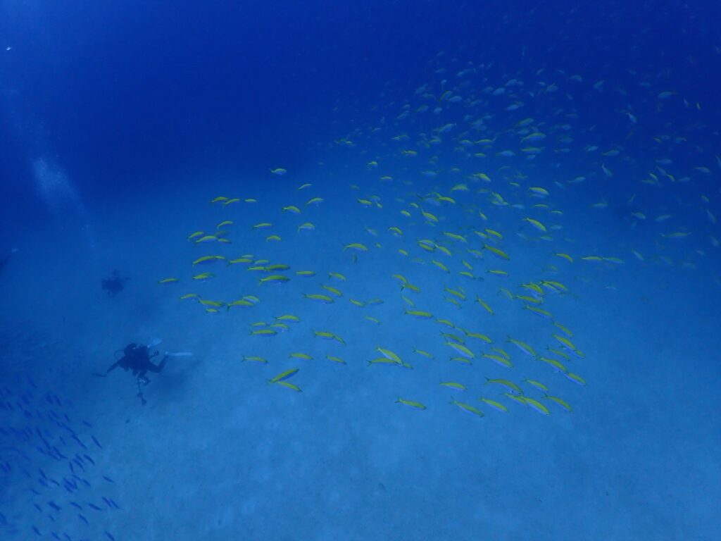 プーケットのラチャ島でダイビング