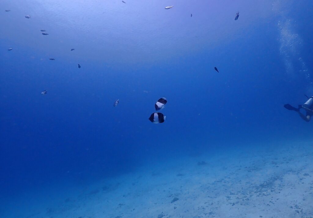 プーケットのラチャ島でダイビング