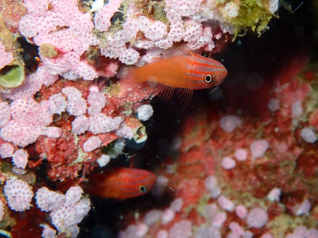 プーケットのラチャ島でダイビング