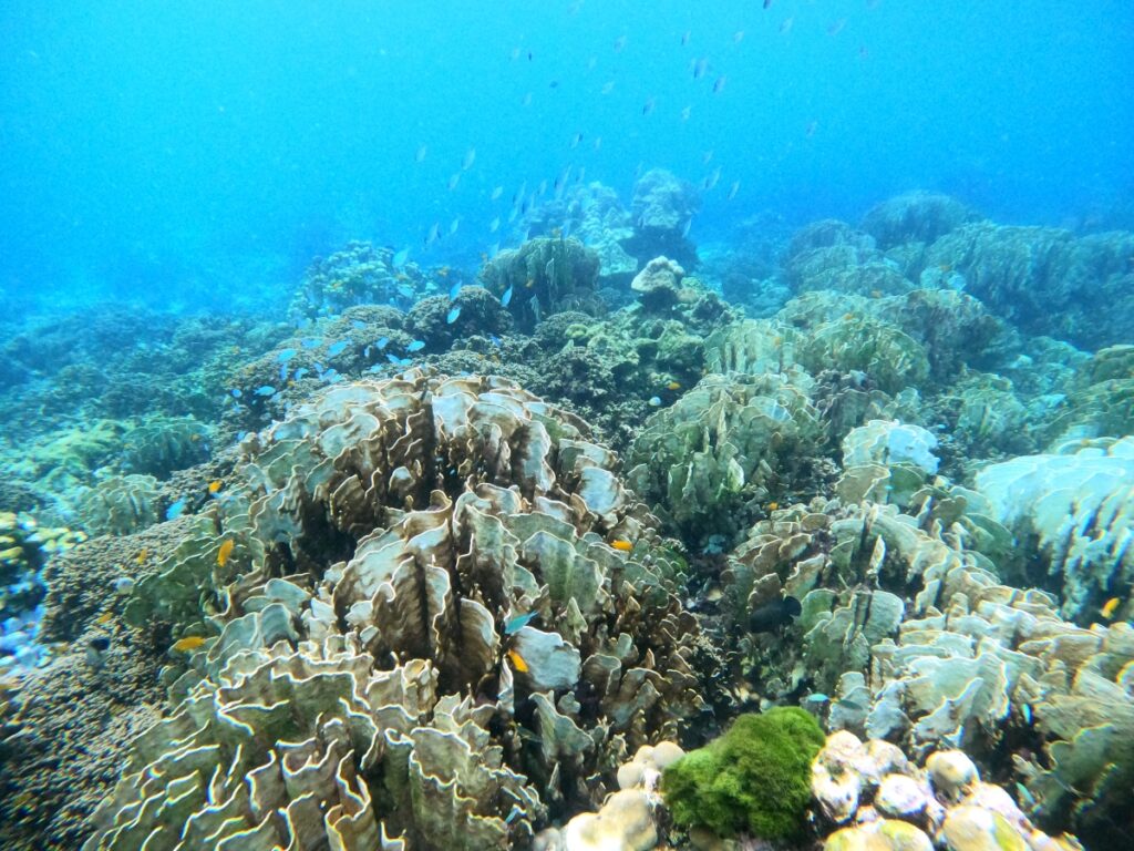 プーケットのラチャ島で体験ダイビング