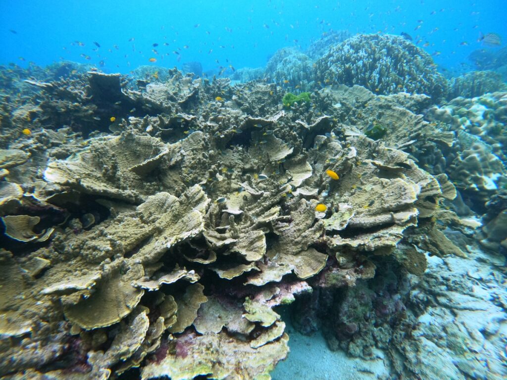 プーケットのラチャ島で体験ダイビング