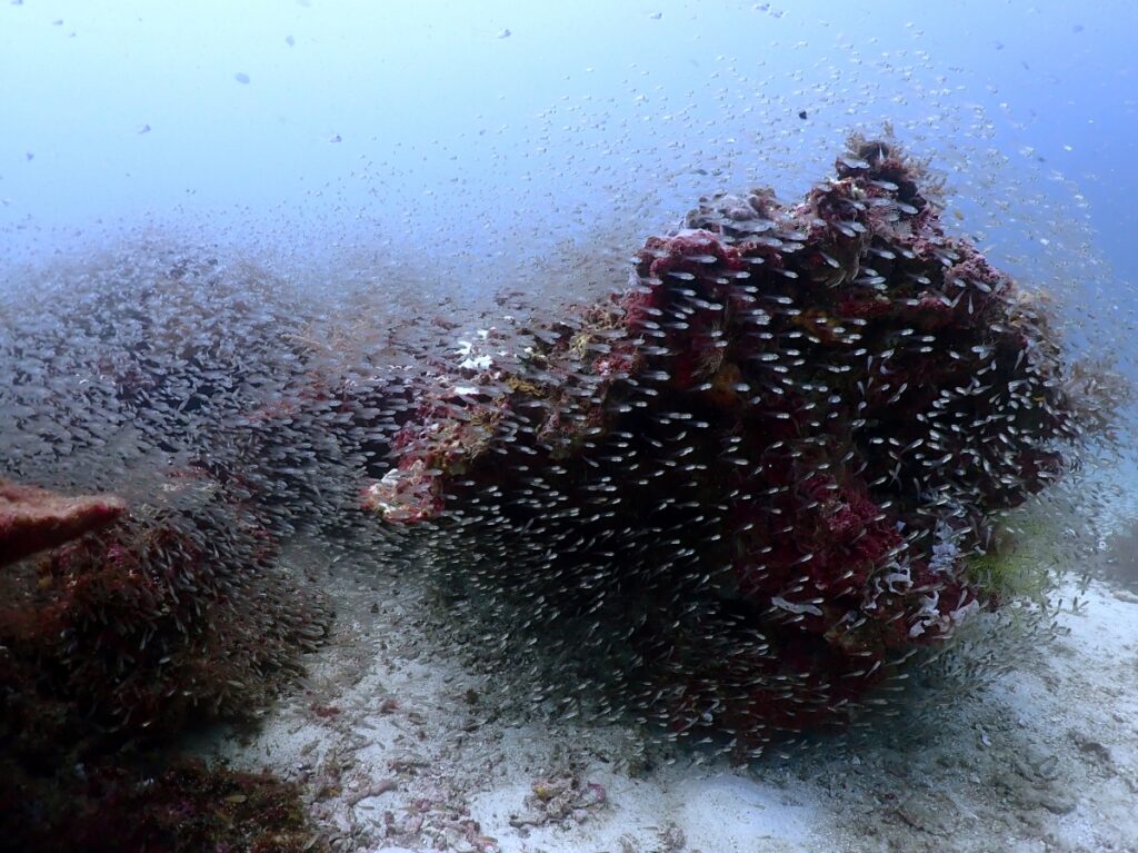 プーケットのラチャ島でダイビング