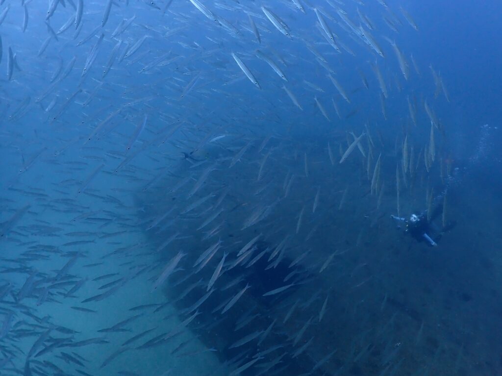 プーケットのラチャ島でダイビング