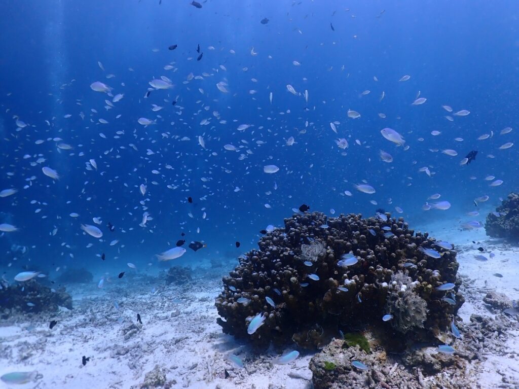 プーケットのラチャ島でダイビング