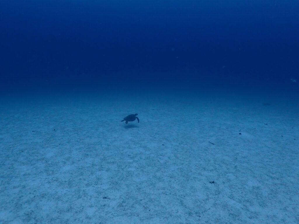 プーケットのラチャ島でダイビング