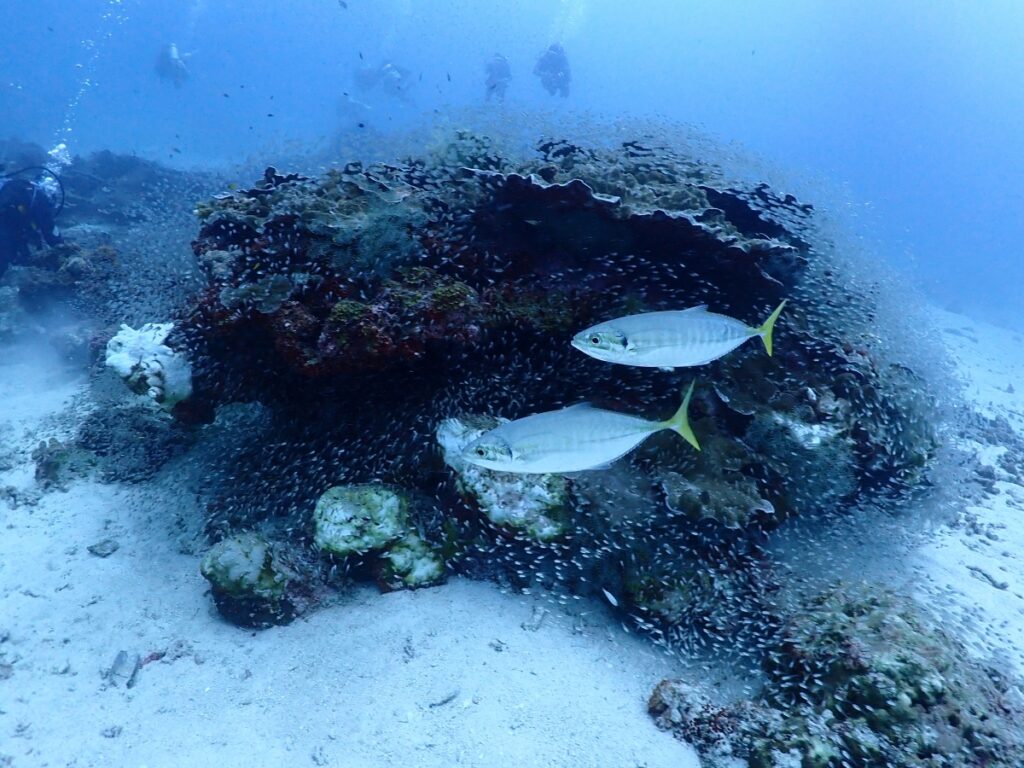 プーケットのラチャ島でダイビング