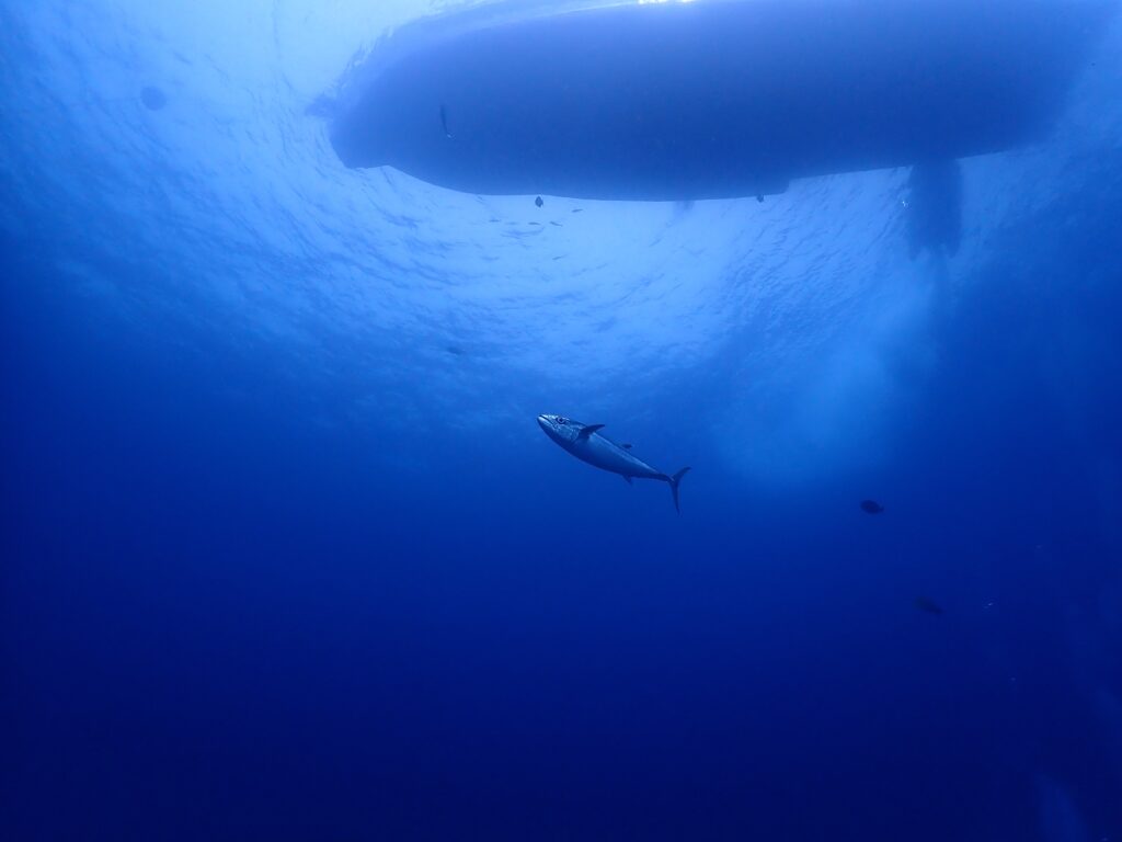 プーケット発シミラン諸島でダイビング