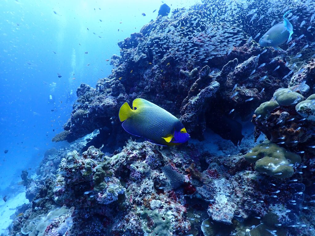 プーケット発シミラン諸島でダイビング