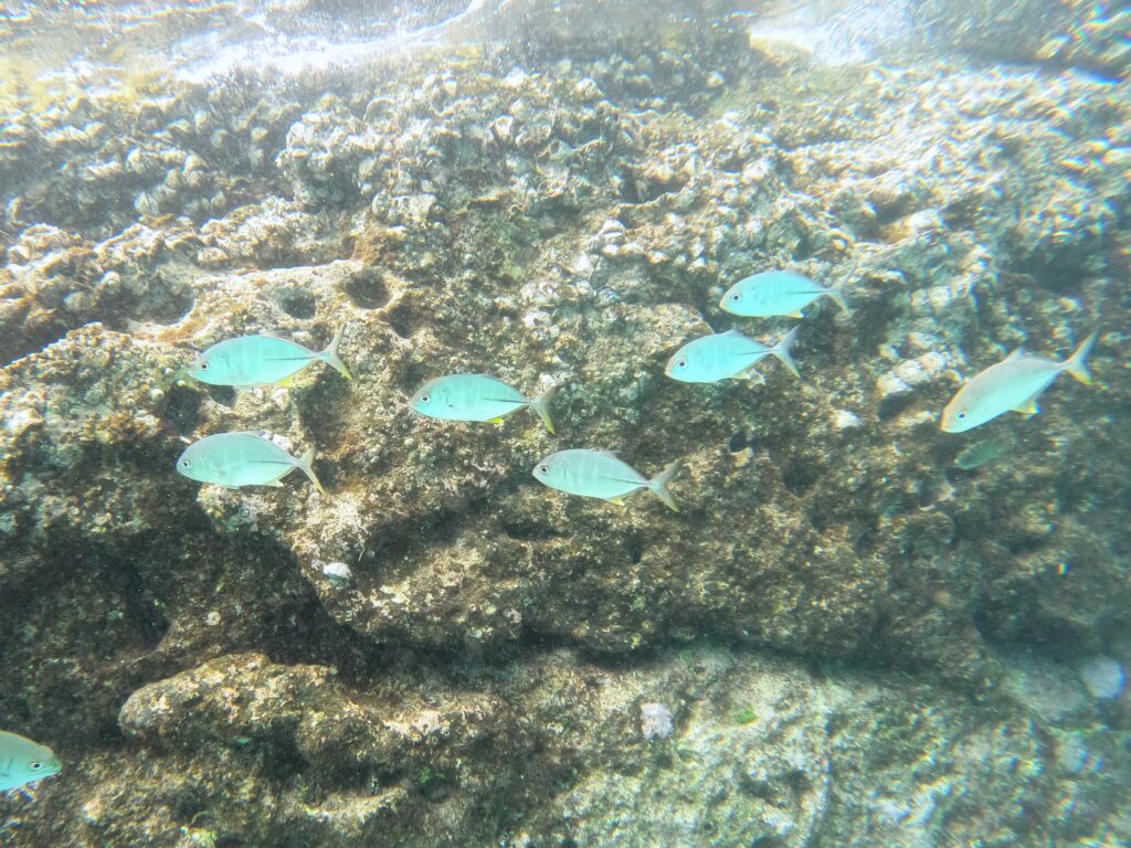 プーケットのラチャ島とコーラル島でシュノーケリング