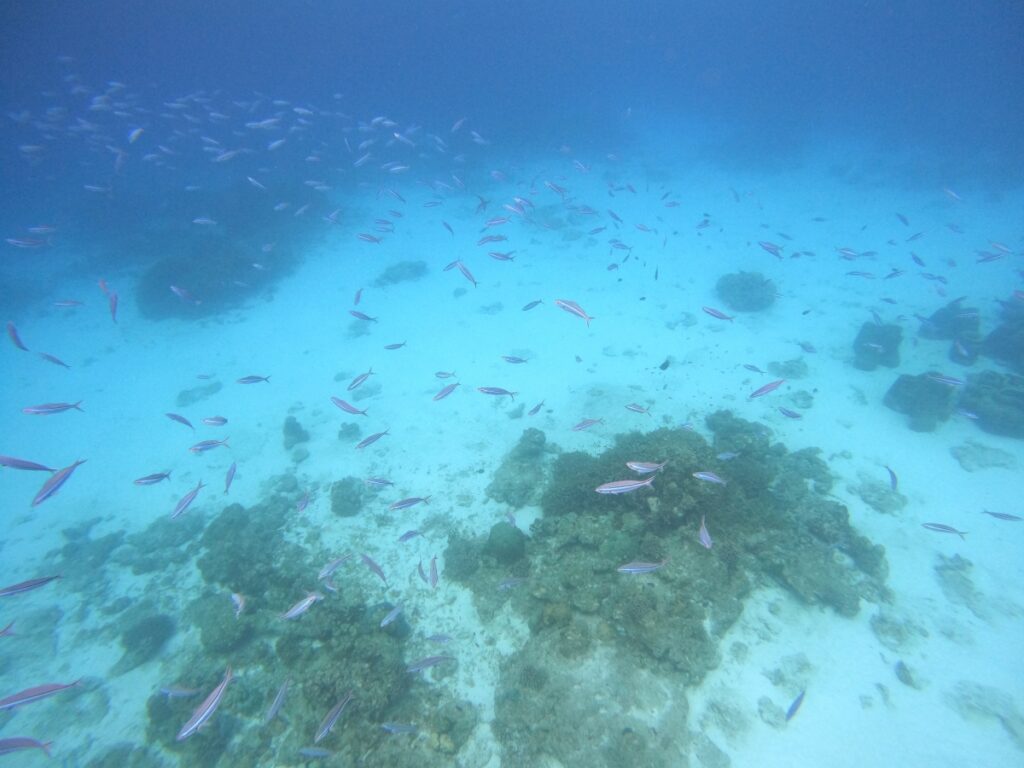 シミラン諸島でスキンダイビング