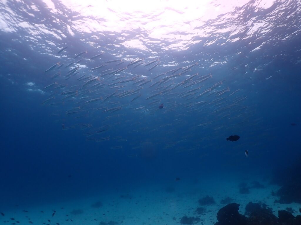 プーケットのラチャ島で体験ダイビング