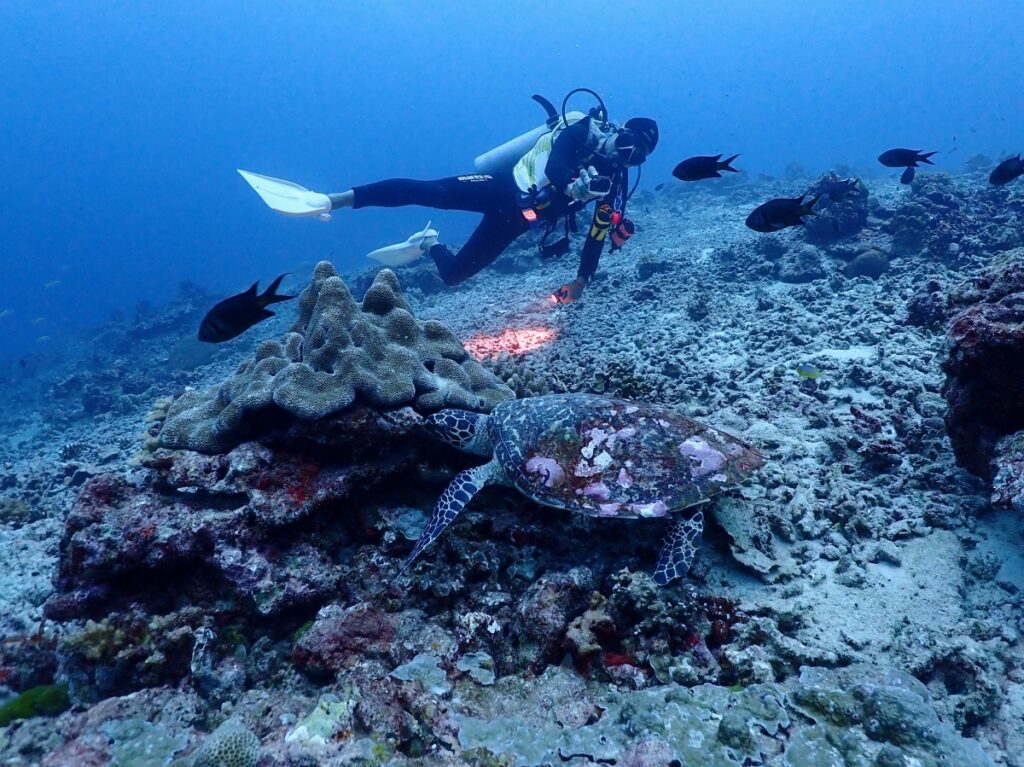 シミラン諸島でダイビング