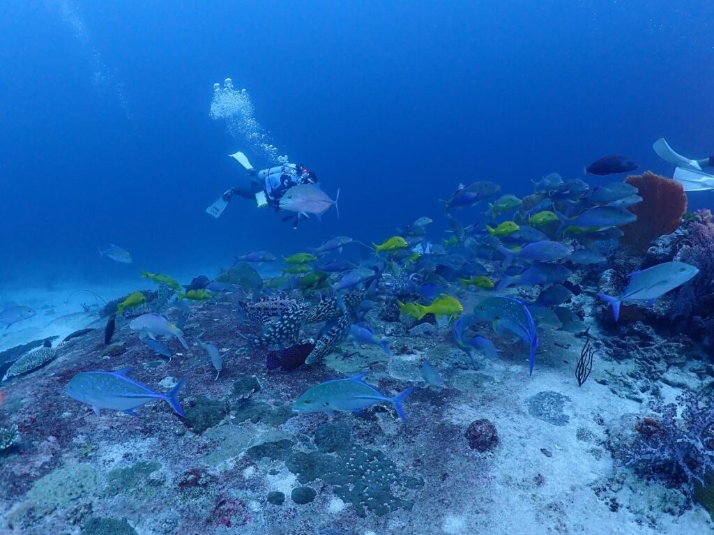 シミラン諸島でダイビング