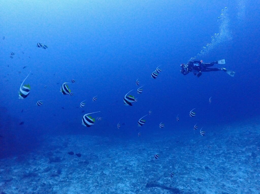 シミラン諸島でダイビング