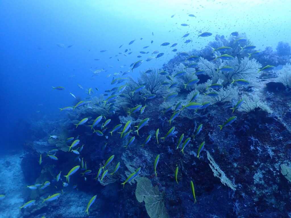 シミラン諸島でダイビング