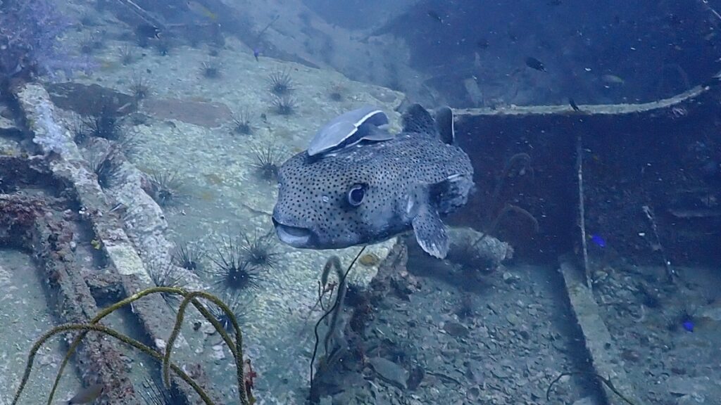 プーケットの海で会えるネズミフグ