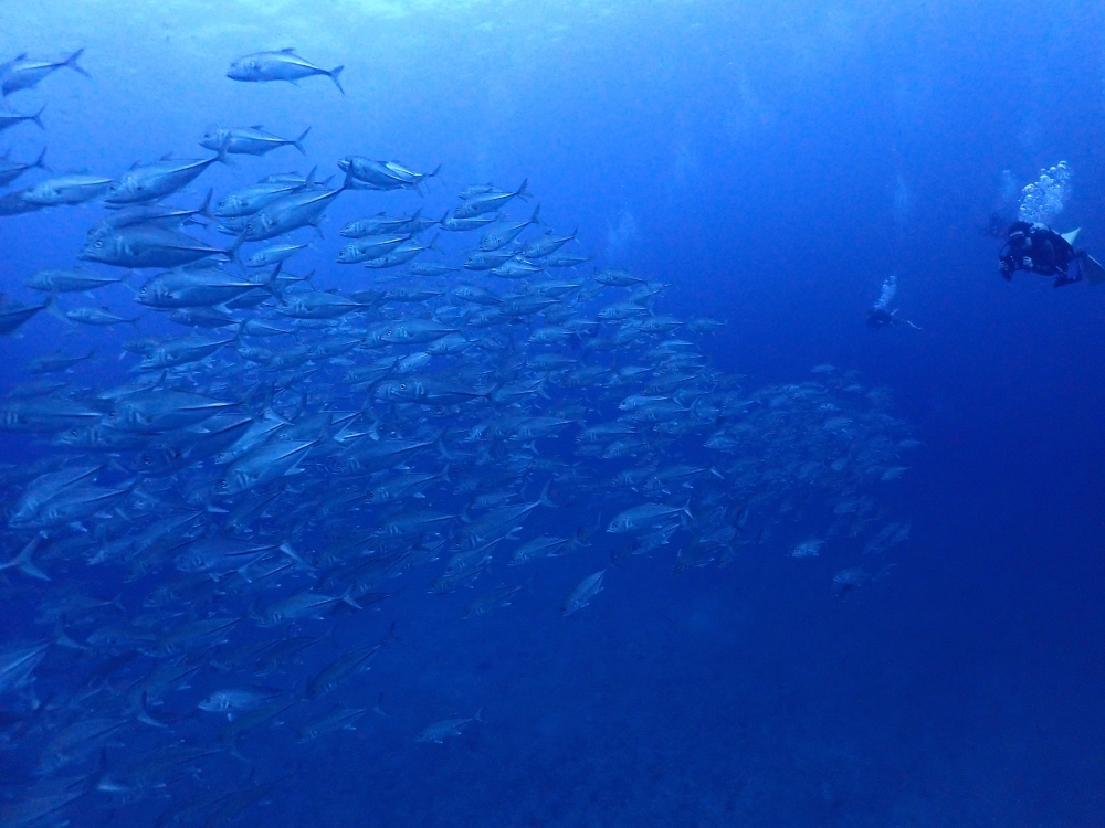 シミラン諸島でダイブクルーズ