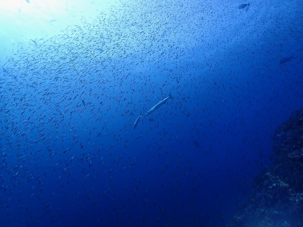 シミラン諸島でダイブクルーズ