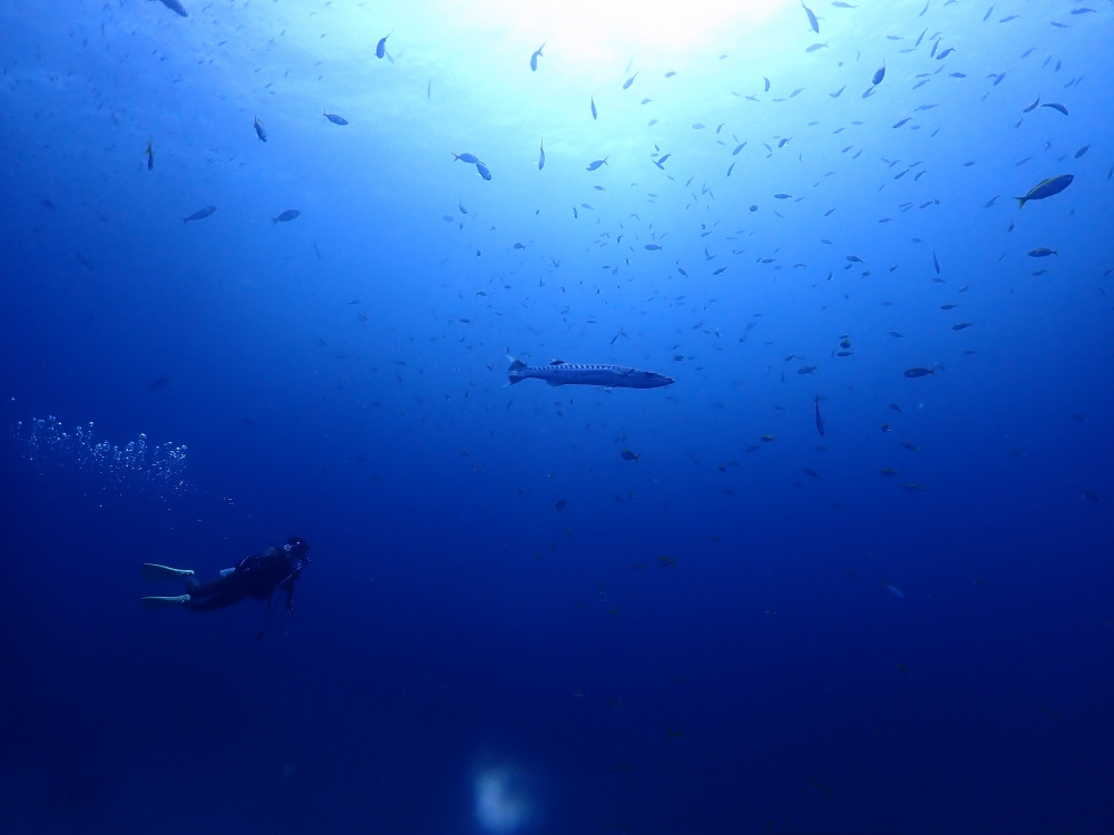 シミラン諸島でダイブクルーズ