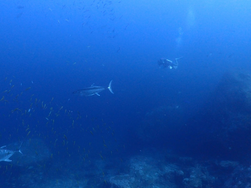 シミラン諸島でダイブクルーズ