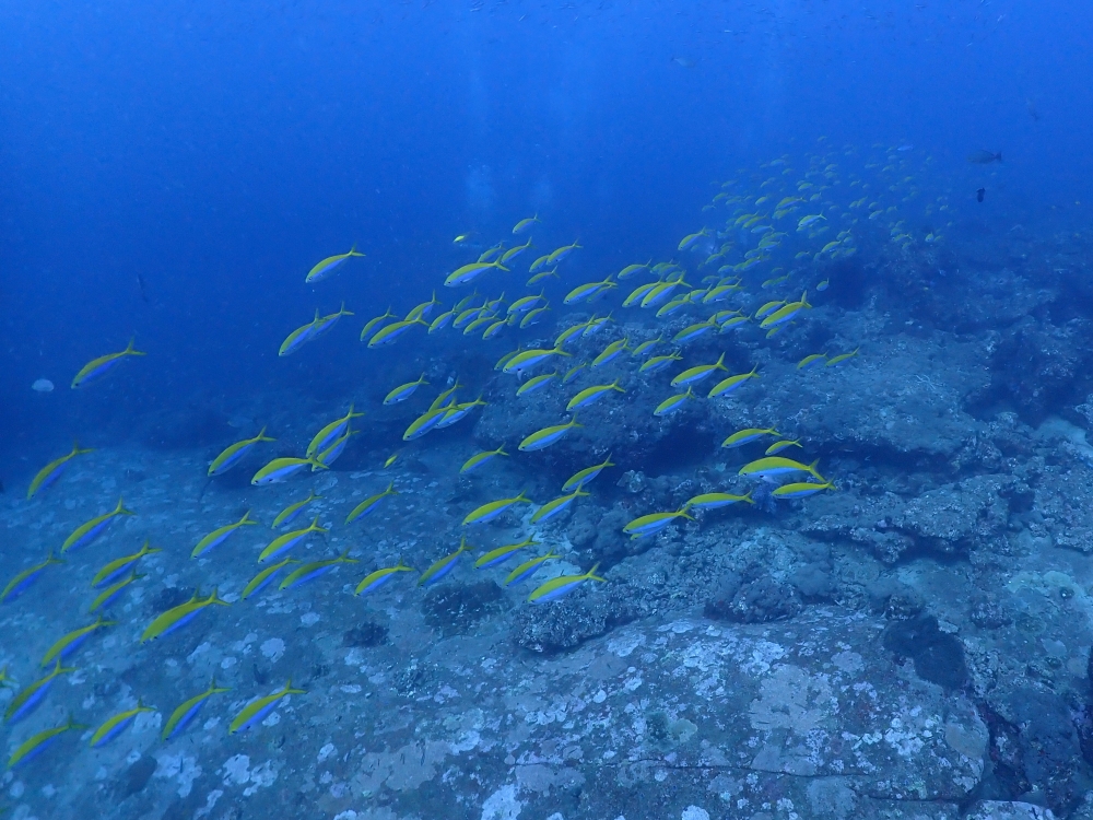 シミラン諸島でダイブクルーズ