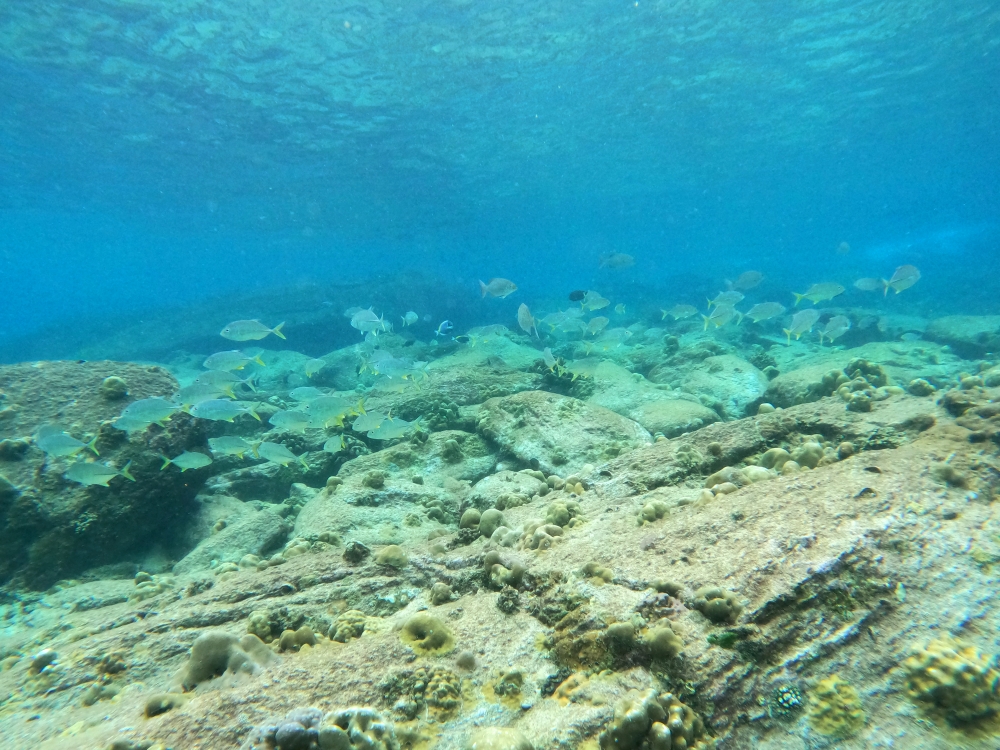 プーケットのラチャ島で体験ダイビング