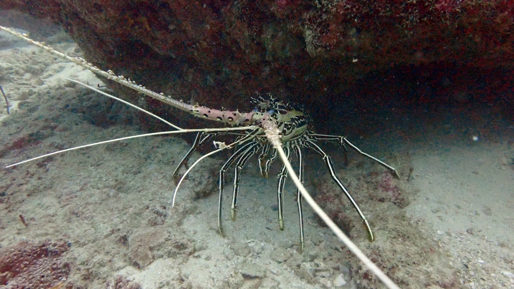 プーケットの海で出会えるゴシキエビ