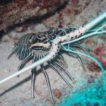 プーケットの海で出会えるゴシキエビ