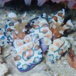 プーケットの海で出会えるフリソデエビ