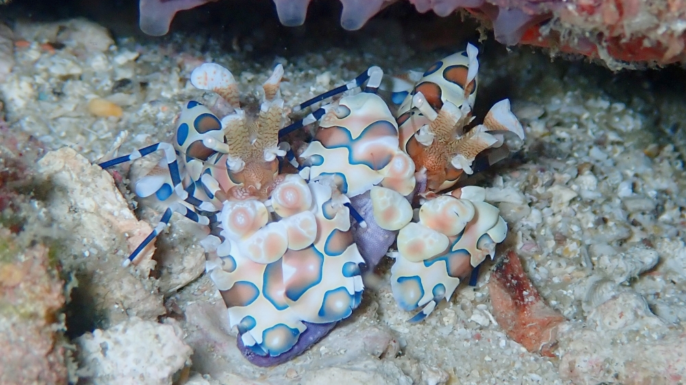 プーケットの海で出会えるフリソデエビ
