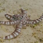 プーケットの海で出会えるミミックオクトパス