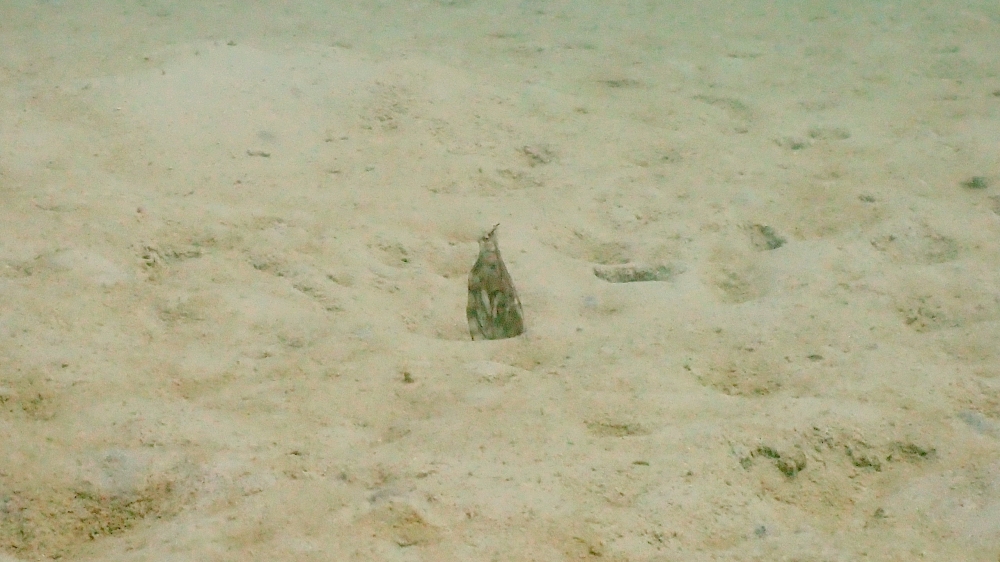 プーケットの海で出会えるミミックオクトパス