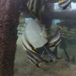 プーケットのダイビングで出会えるナンヨウツバメウオ