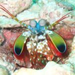 プーケットの海で出会えるモンハナシャコ