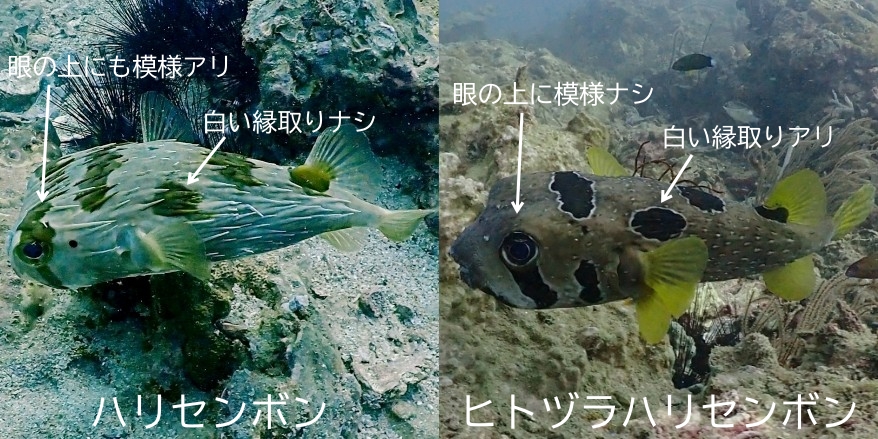 ハリセンボンとヒトヅラハリセンボンの違い