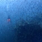 プーケットのマリンパークでダイビング