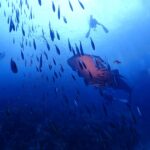 タオ島のダイビングシーン