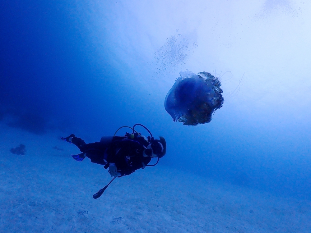 シミラン諸島でファンダイビング