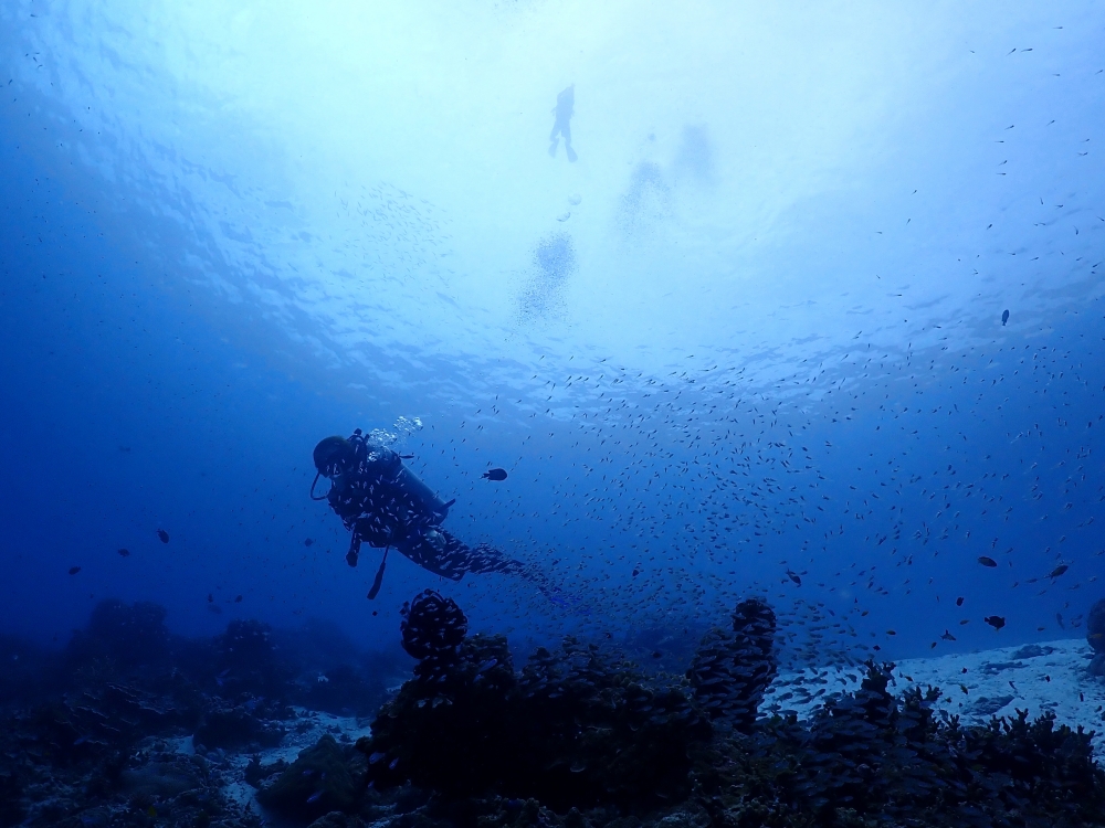 シミラン諸島でファンダイビング